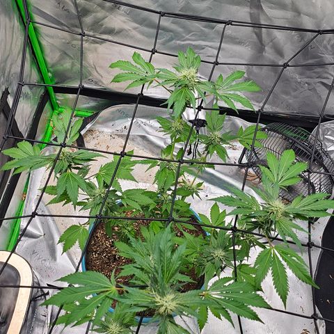 White widow  growlog timeline photo