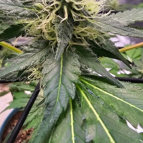 White widow  growlog timeline photo