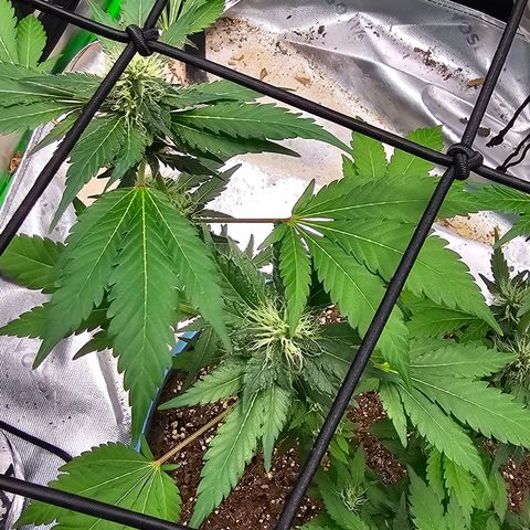 White widow  growlog timeline photo