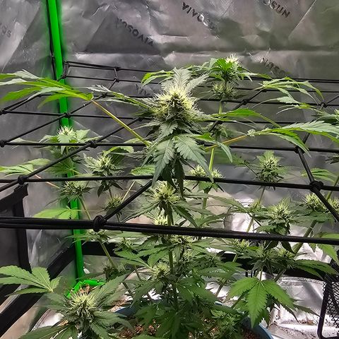 White widow  growlog timeline photo
