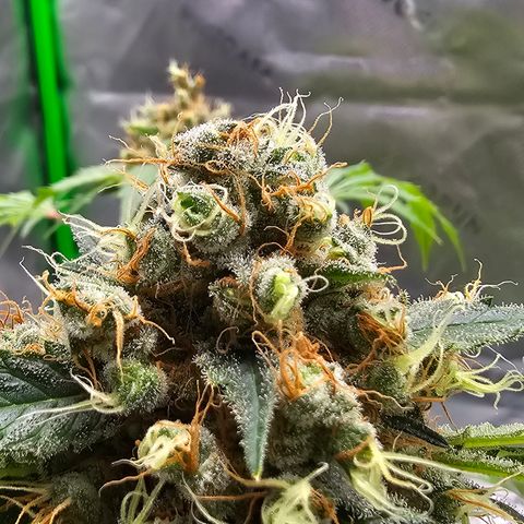 White widow  growlog timeline photo