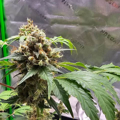 White widow  growlog timeline photo