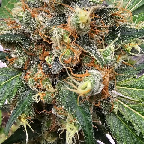 White widow  growlog timeline photo