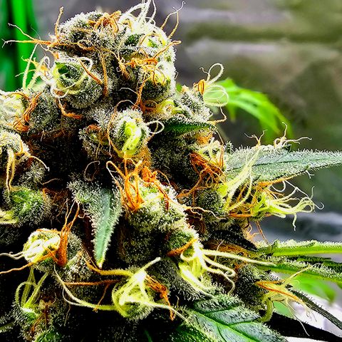 White widow  growlog timeline photo