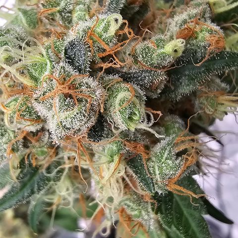 White widow  growlog timeline photo