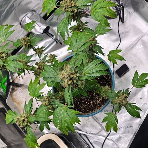 White widow  growlog timeline photo