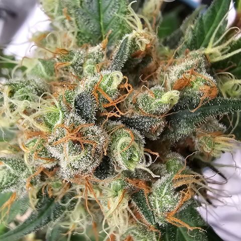 White widow  growlog timeline photo