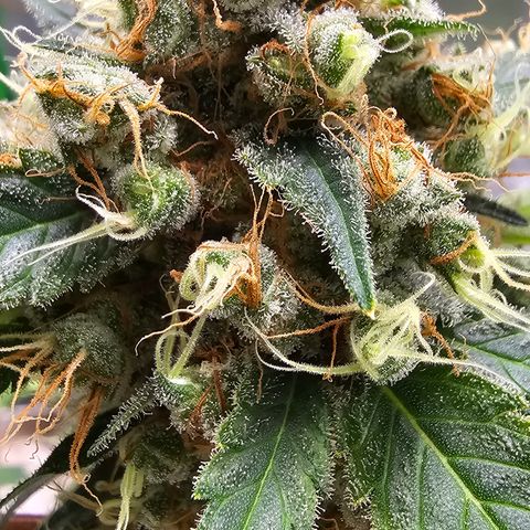 White widow  growlog timeline photo