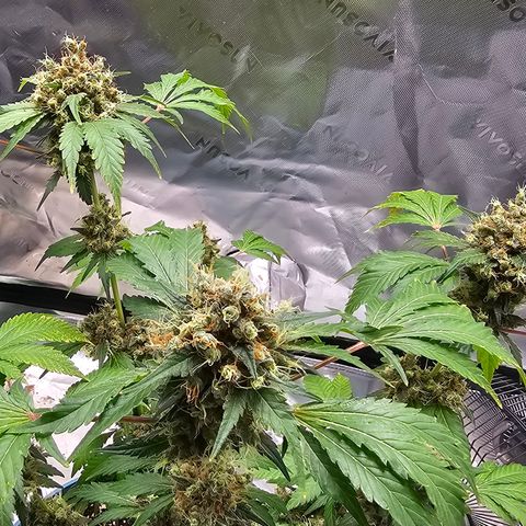 White widow  growlog timeline photo