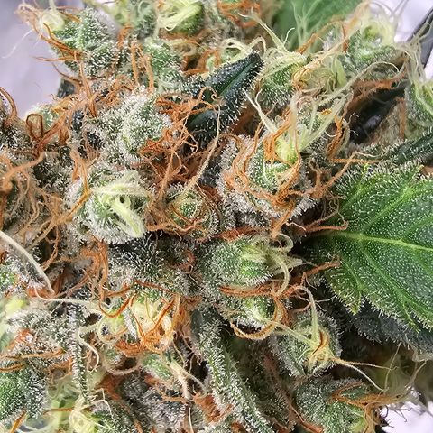 White widow  growlog timeline photo