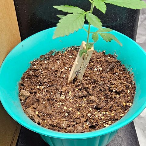 Pineapple Express growlog timeline photo