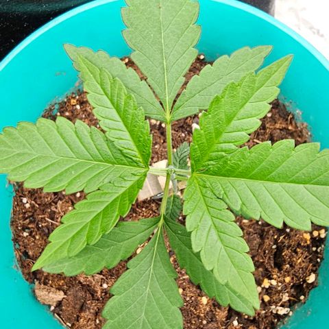Pineapple Express growlog timeline photo