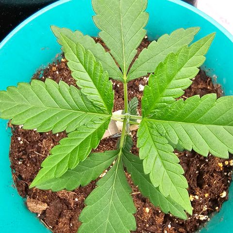 Pineapple Express growlog timeline photo