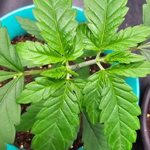 Pineapple Express growlog timeline photo