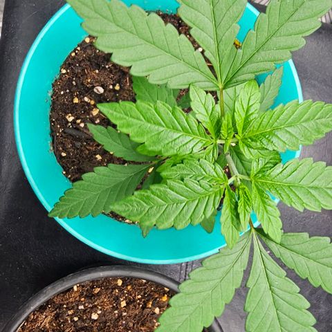 Pineapple Express growlog timeline photo