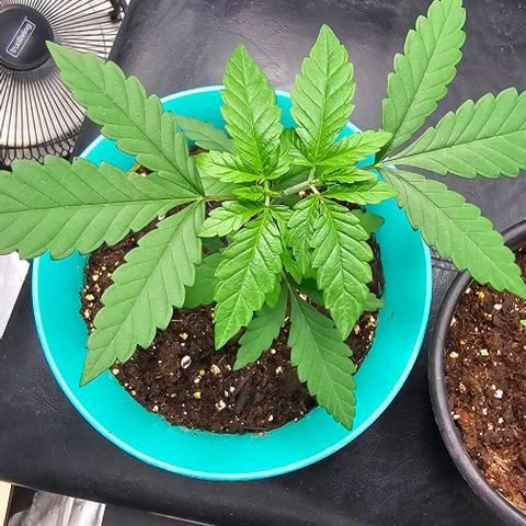 Pineapple Express growlog timeline photo