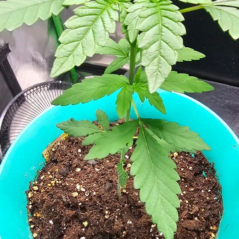 Pineapple Express growlog timeline photo
