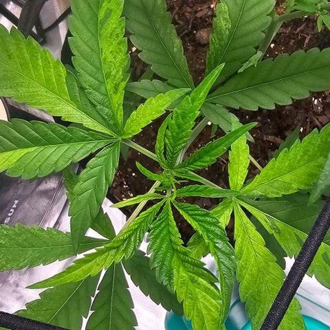 Pineapple Express growlog timeline photo