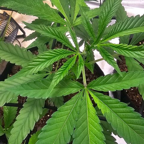 Pineapple Express growlog timeline photo