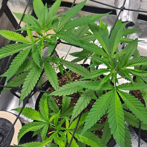 Pineapple Express growlog timeline photo