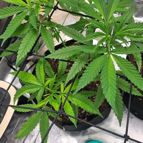 Pineapple Express growlog timeline photo