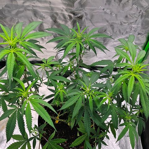 OG Kush Auto growlog timeline photo
