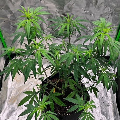 OG Kush Auto growlog timeline photo