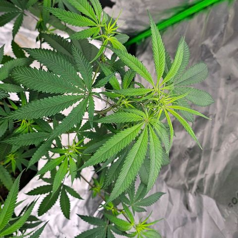 OG Kush Auto growlog timeline photo