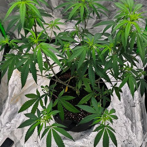 OG Kush Auto growlog timeline photo