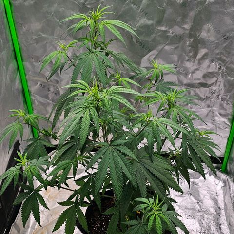OG Kush Auto growlog timeline photo