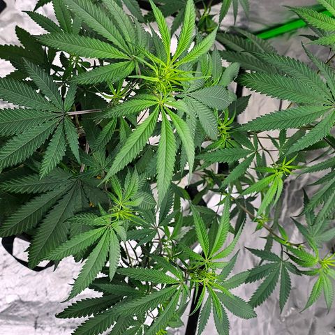 OG Kush Auto growlog timeline photo