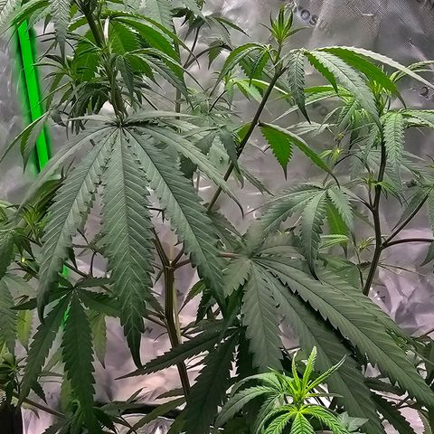 OG Kush Auto growlog timeline photo