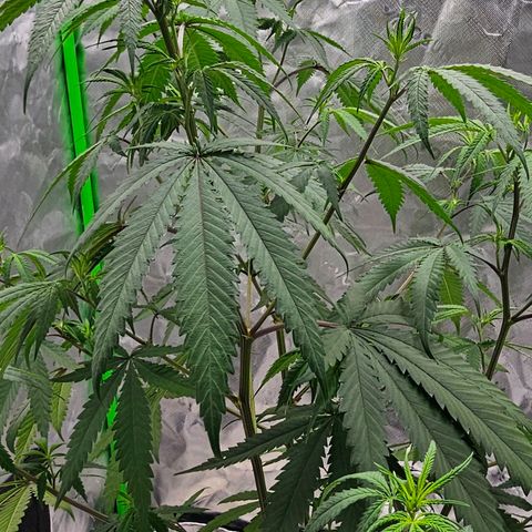 OG Kush Auto growlog timeline photo