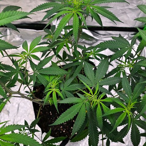 OG Kush Auto growlog timeline photo