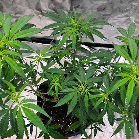 OG Kush Auto growlog timeline photo