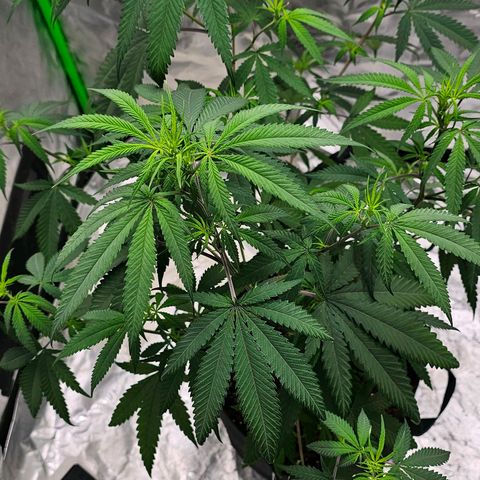 OG Kush Auto growlog timeline photo