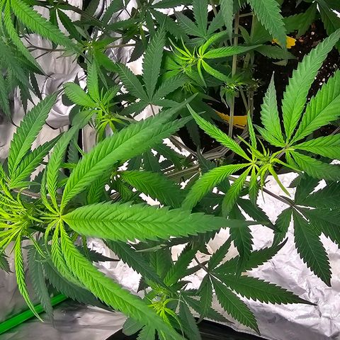 OG Kush Auto growlog timeline photo