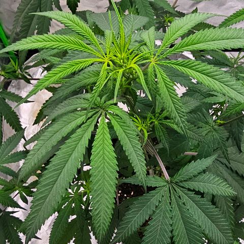 OG Kush Auto growlog timeline photo