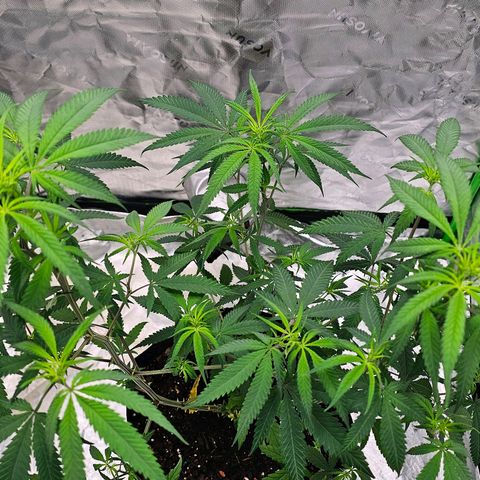 OG Kush Auto growlog timeline photo