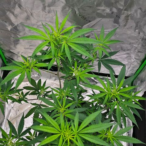 OG Kush Auto growlog timeline photo