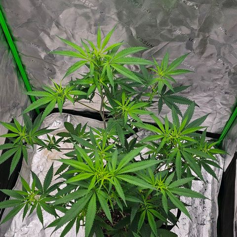 OG Kush Auto growlog timeline photo