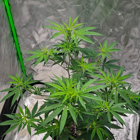 OG Kush Auto growlog timeline photo