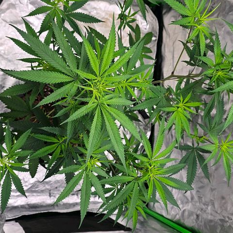 OG Kush Auto growlog timeline photo