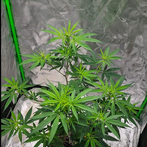 OG Kush Auto growlog timeline photo
