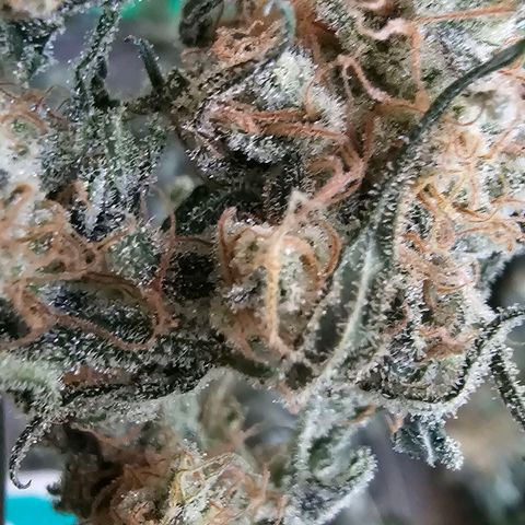 Pineapple Express growlog timeline photo