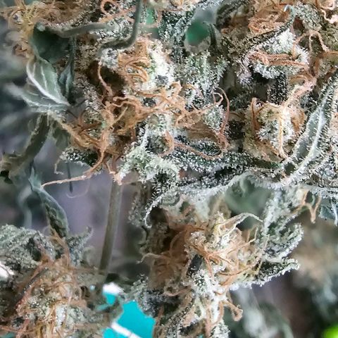 Pineapple Express growlog timeline photo