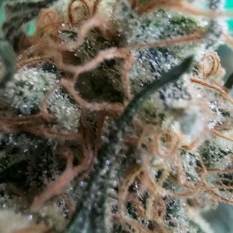 Pineapple Express growlog timeline photo