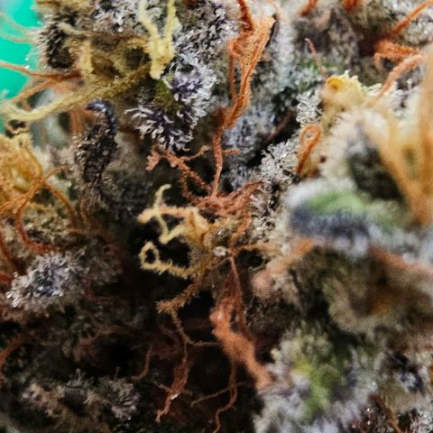 Pineapple Express growlog timeline photo