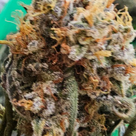 Pineapple Express growlog timeline photo