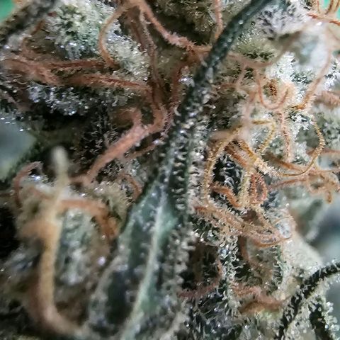 Pineapple Express growlog timeline photo